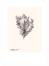 Deniz Kabuğu - Art Print